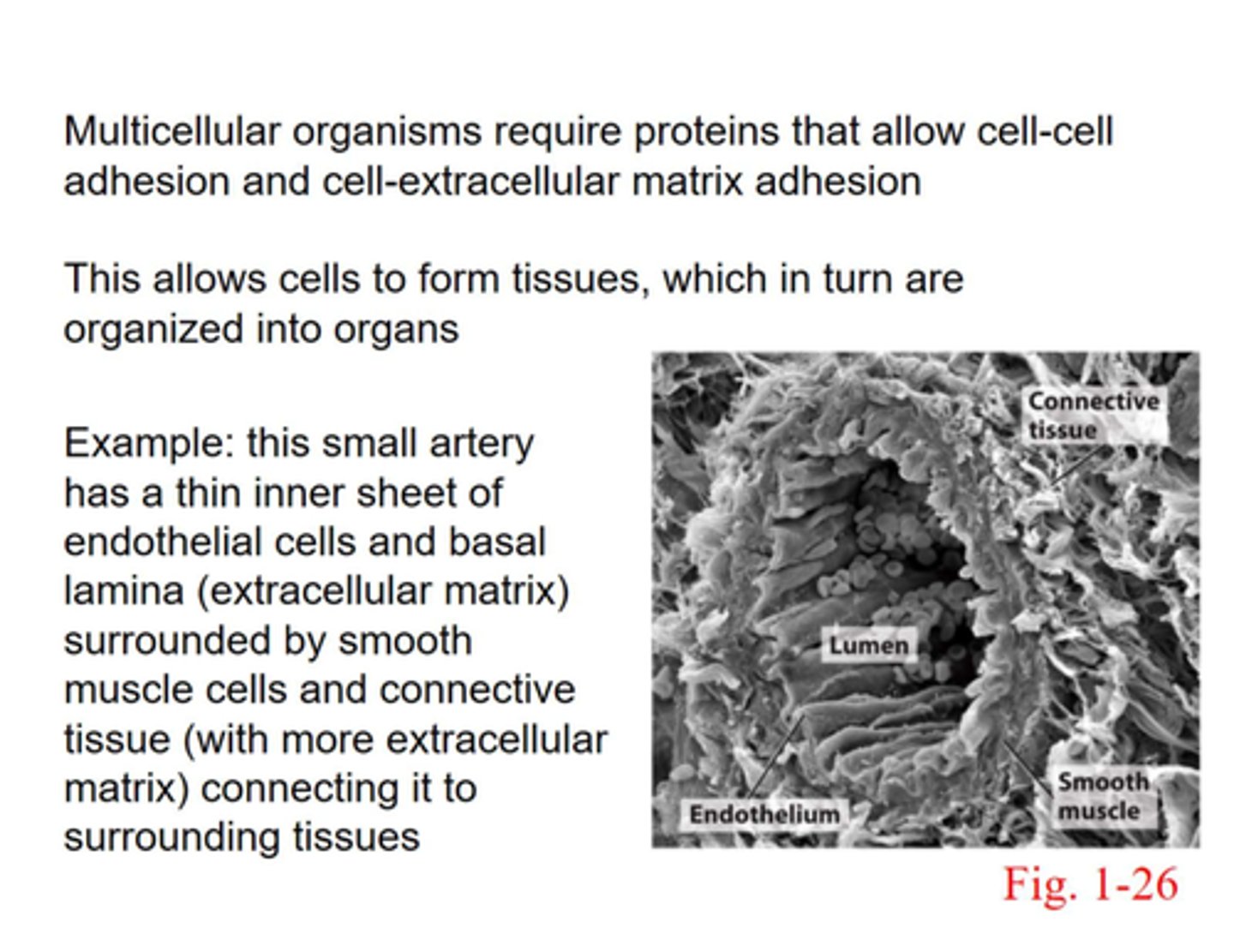 <p>- proteins that allow cell to cell adhesion and cell-extracellular matrix adhesion </p><p>- this allows cells to form tissues that can then turn into organs </p><p>example: </p><p>- artery layers: thin layer of endothelial cells and basal lamina (extracellular matrix) surrounded by muscle cells and connective tissue that connect it to surrounding tissues </p>