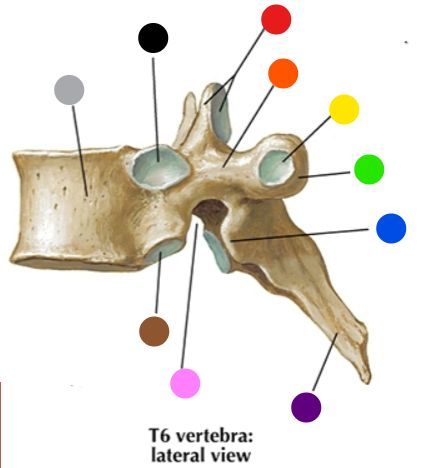 <p>What is the structure at the pink dot?</p>