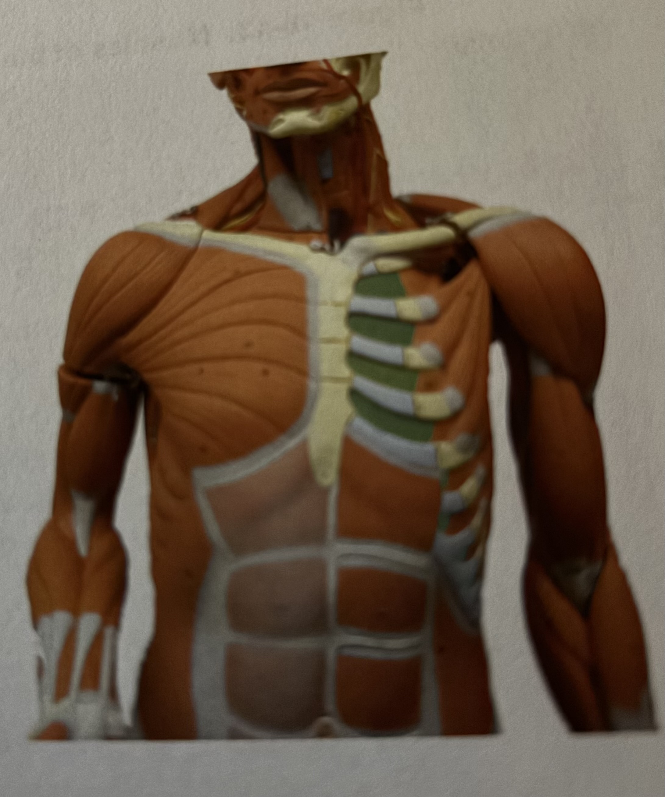 term image