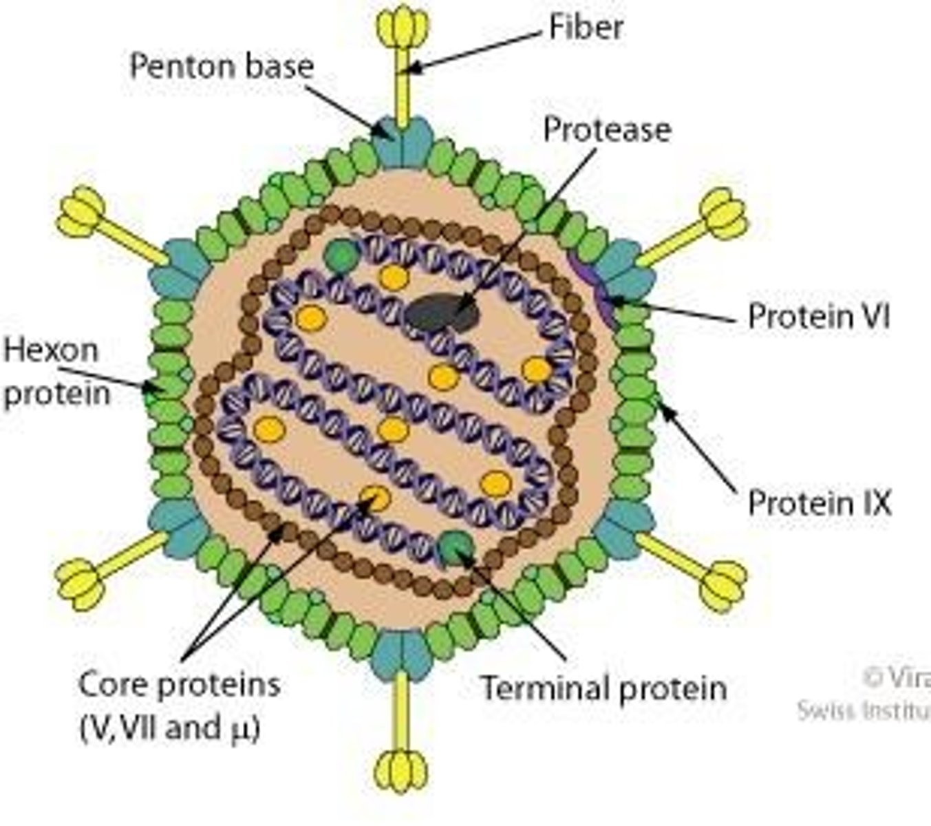 <p>Adenoviruses attach to CAR and co-receptors, followed by endocytosis and transport to the nucleus.</p>
