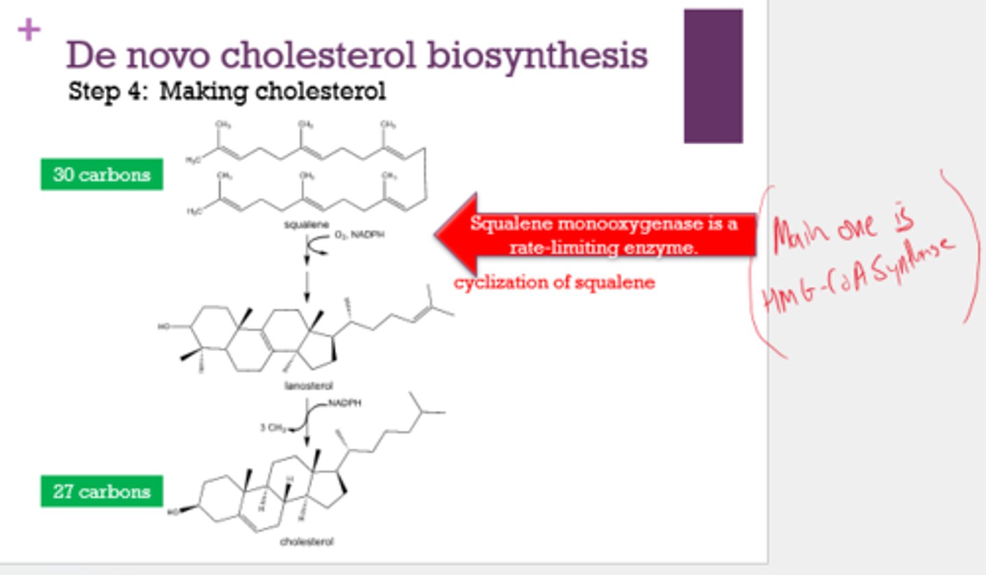 <p>HMG-CoA reductase: step 1 (making mevalonic acid), more important</p><p>Squalene monooxygenase: step 4 (making cholesterol), less important </p>