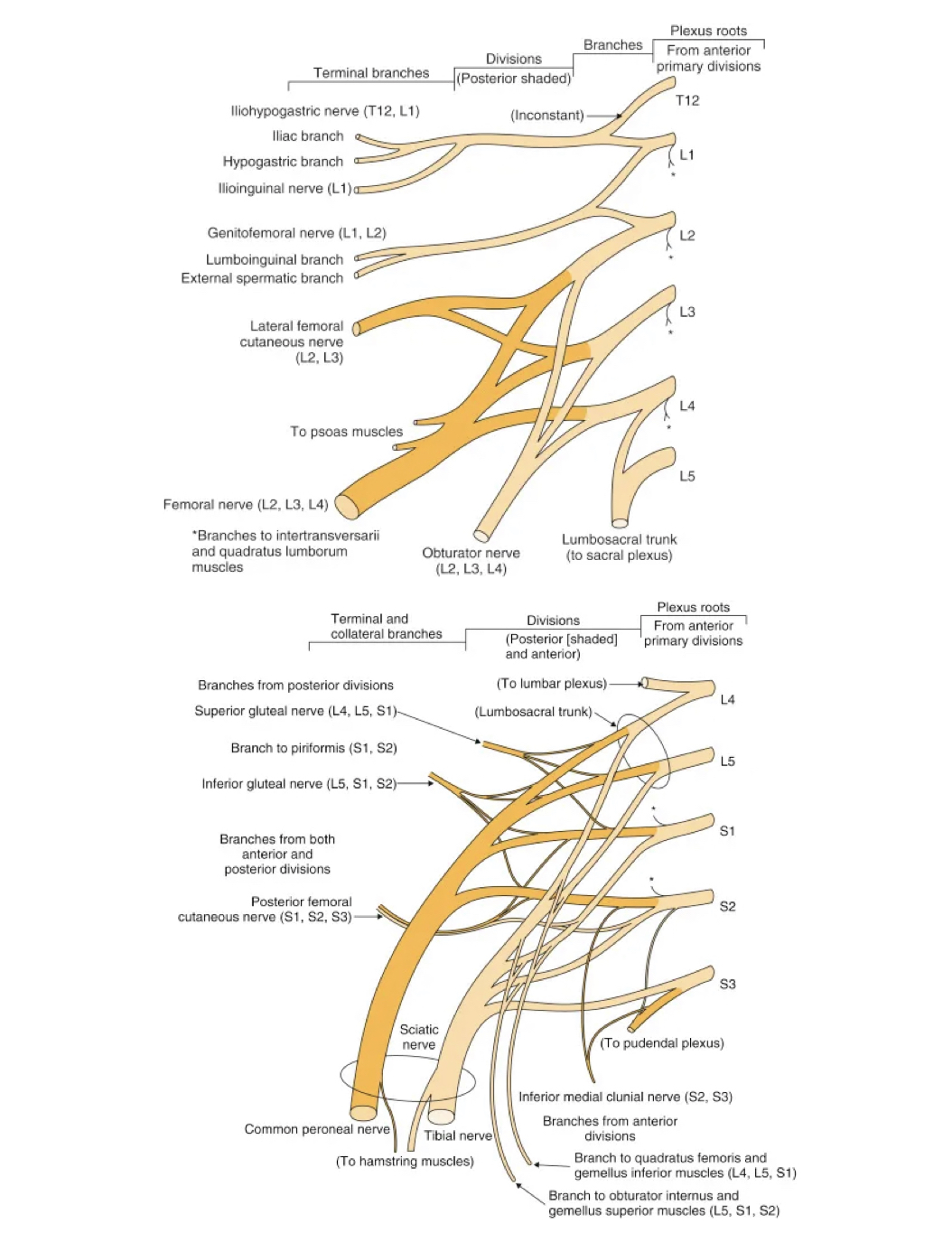 <p>Femoral nerve</p>