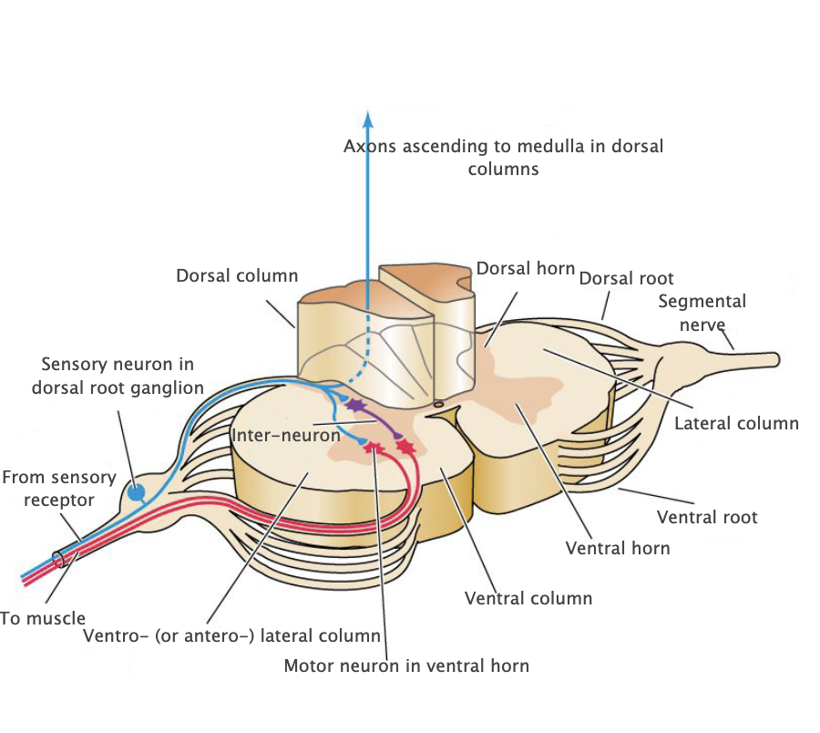 <p>Dorsal root ganglia</p>