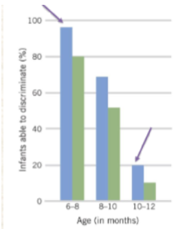 <p><span style="background-color: inherit; line-height: 20.7px; color: windowtext;"><span>• At 6-8 months, still good discrimination</span></span><span style="line-height: 20.7px; color: windowtext;"><span>&nbsp;<br></span></span><span style="background-color: inherit; line-height: 20.7px; color: windowtext;"><span>• By 12-months, significantly less able to discriminate</span></span><span style="line-height: 20.7px; color: windowtext;"><span>&nbsp;<br></span></span><span style="background-color: inherit; line-height: 20.7px; color: windowtext;"><span>• Ability to specialise is related to later language development:</span></span><span style="line-height: 20.7px; color: windowtext;"><span>&nbsp;<br></span></span><span style="background-color: inherit; line-height: 20.7px; color: windowtext;"><span>• Kuhl et al. (2005) found a negative correlation between early specialisation and larger vocabularies</span></span><span style="line-height: 20.7px; color: windowtext;"><span>&nbsp;</span></span></p>