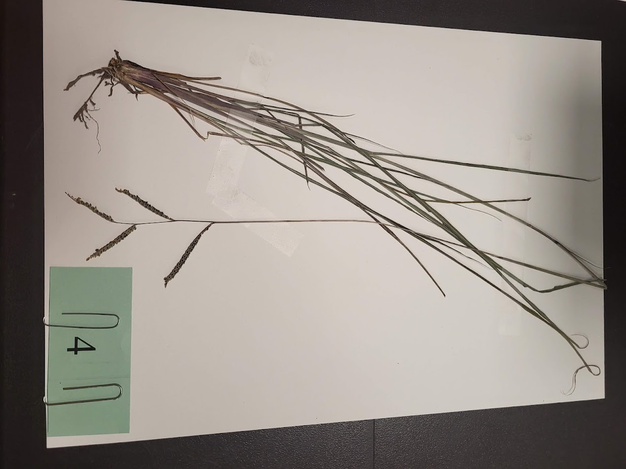 Brownseed paspalum