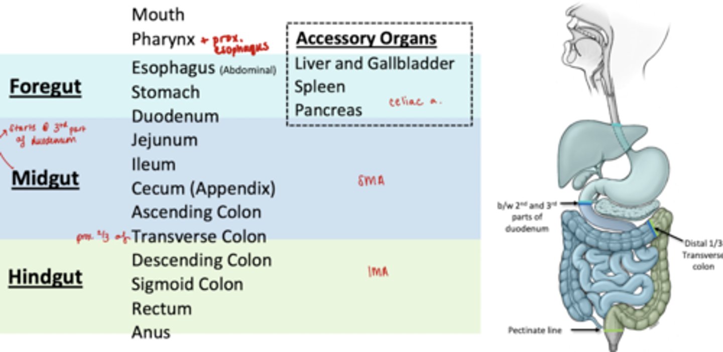 <p>Distal 1/3 transverse colon</p><p>Descending Colon</p><p>Sigmoid Colon</p><p>Rectum</p><p>Anus</p>