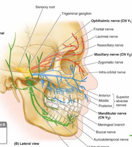 <p>trigemial nerve</p>