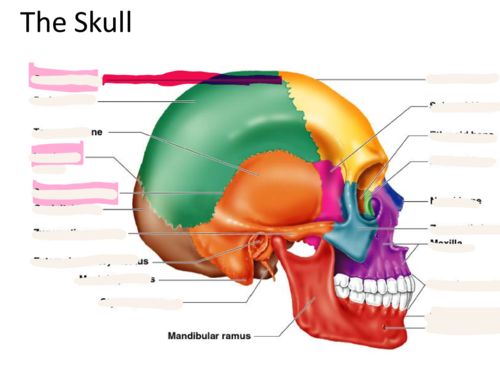 <p>the suture between the parietal and frontal bones of the skull</p>