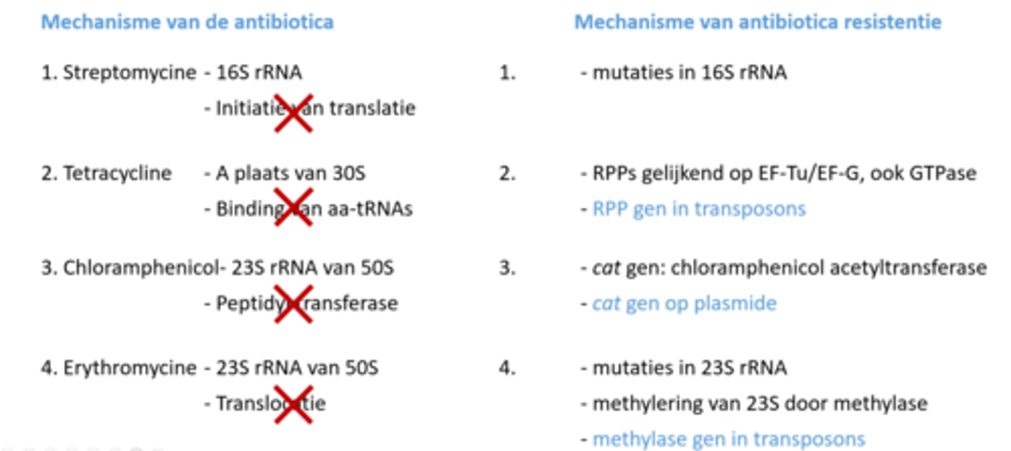 <p>1) mutatie in 23S rRNa waardoor Erythromycine niet kan binden</p><p>2) methylering van 23S door methylase</p><p>het methylase gen ligt in transposons</p>