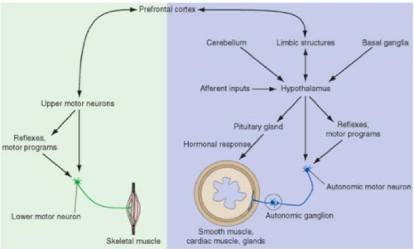 <p>functions to maintain our internal environment in a physiological range (homeostasis) as well as act as a nodal point in pathways concerned with autonomic, endocrine, emotional and somatic functions</p>