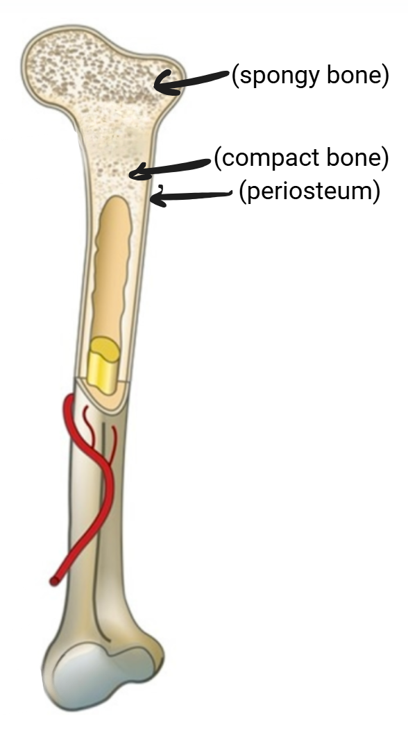 <ul><li><p>Periosteum&nbsp;</p><ul><li><p>outer layer made of tough connective tissue</p></li><li><p>location of muscle attachment and bone repair</p></li></ul></li><li><p>Compact bone </p><ul><li><p>thick layer</p></li><li><p>arranged in cylinders called osteons, which are arranged in concentric circles called lamellae, which surround a central (Haversian) canal that has blood vessels and nerves</p></li><li><p>central canals are connected by perforating (Volkmann’s) canals running perpendicularly</p></li></ul></li><li><p>Spongy bone</p><ul><li><p>at the ends of long bones</p></li><li><p>lattice of trabeculae that are found along lines of stress (perfect to resist compression) - btwn trabeculae are spaces filled w/ marrow or blood vessels</p></li></ul></li></ul><p></p>
