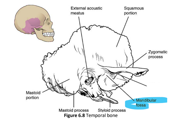 <p>mandibular fossa</p>