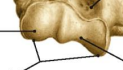 <p>žastikaulio krumplys</p>