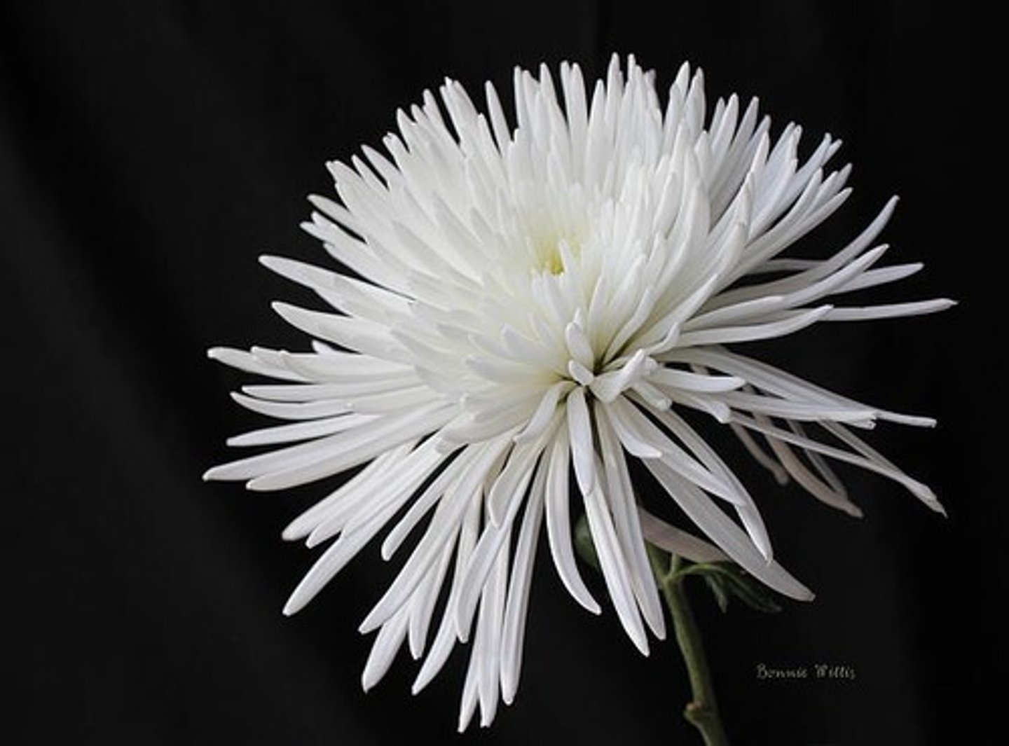 <p>Fuji Mum; Mass</p>