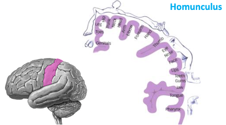 <p>= little man / map of human body inside of your head</p><ul><li><p>The way it is like the body is that the responding areas are mapped out in the same order for the most part</p></li><li><p>But.. there are a few body parts in the cortex that are out of order</p></li><li><p>The size of each area is also not correlated to the bigger body parts</p><ul><li><p>in the; Primary somatosensory cortex / receiving area / S1</p></li><li><p>Soma = body, so =  body senses</p></li></ul></li></ul><p></p>