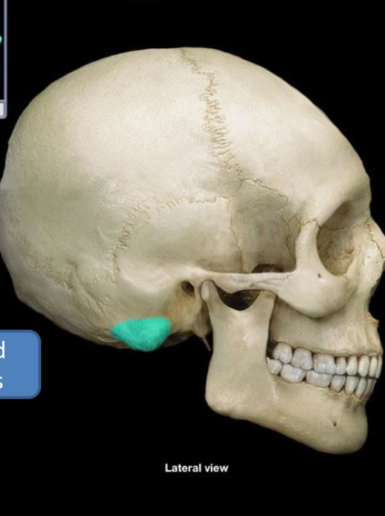 <p>Mastoid process</p>