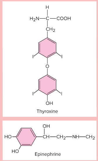 <ul><li><p>Made from <strong>amino acids (1 aa)</strong> which are converted into hormone</p><ul><li><p>Come from tyrosine or tryptophan</p></li></ul></li><li><p>Derivatives of tyrosine</p><ul><li><p><span style="color: red;"><strong>Thyroid hormones (LIPID-SOLUBLE)</strong></span></p></li><li><p><span style="color: blue;"><strong>Catecholamines - epinephrine, norepinephrine, dopamine (all water-soluble)</strong></span></p></li></ul></li><li><p>Derivatives of tryptophan</p><ul><li><p><span style="color: blue;"><strong>Serotonin, melatonin (water-soluble)</strong></span></p></li></ul></li><li><p><span style="color: blue;"><strong>Most water-soluble</strong></span><strong> </strong><span style="color: red;"><strong>EXCEPT THYROID HORMONE</strong></span></p></li></ul><p></p>