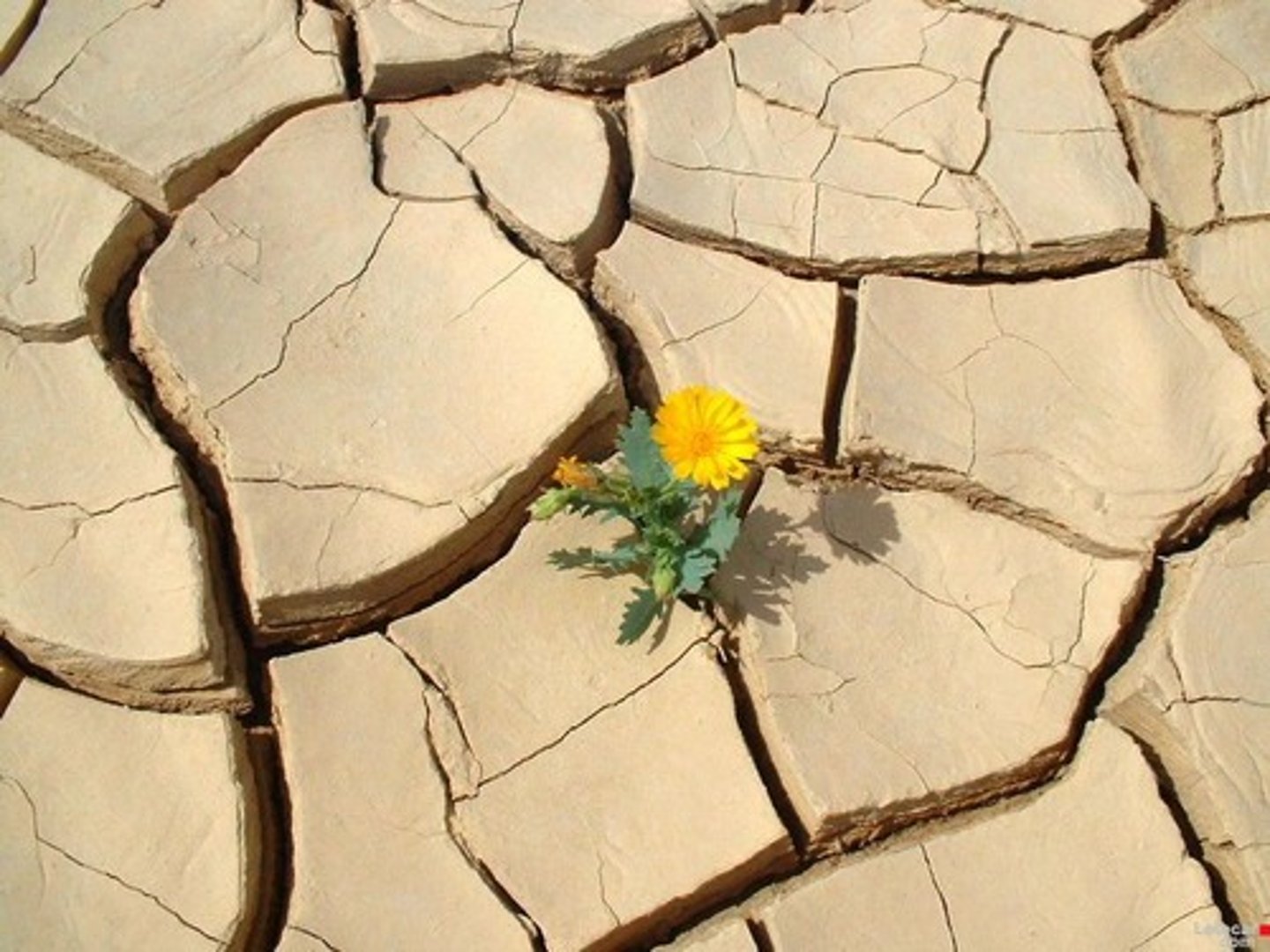 <p>subsistir</p>