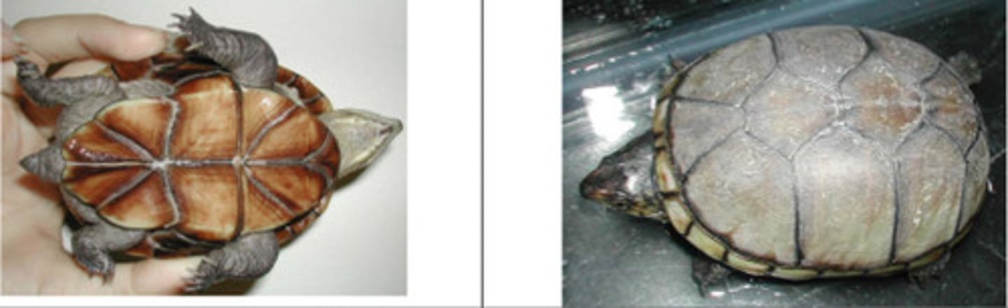 <p>Kinosternon subrubrum</p><p>Order: Testudines</p><p>Family: Kinosternidae</p>