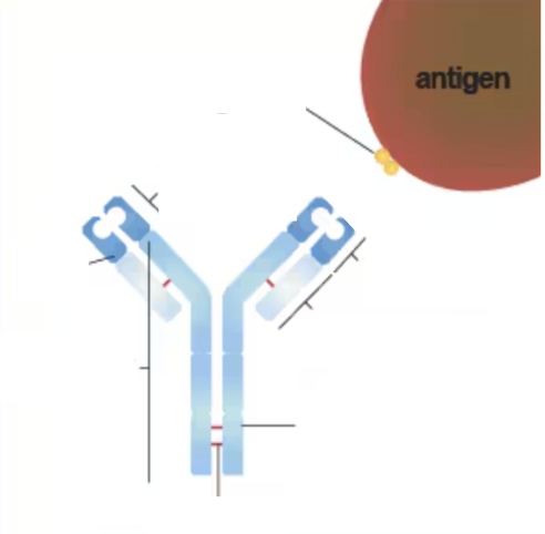 <ul><li><p><span>Makes antigen harmless</span></p><ul><li><p><span>Attach to the cell surface of viruses/bacteria</span></p></li><li><p><span>Prevention of latching onto normal body cells</span></p></li><li><p><span>One antibody to one antigen</span></p><ul><li><p><span>Analogy: lock and key</span></p></li></ul></li></ul></li><li><p><span>Activate other immune system cells</span></p></li><li><p><span>Activate proteins</span></p></li></ul><p></p>