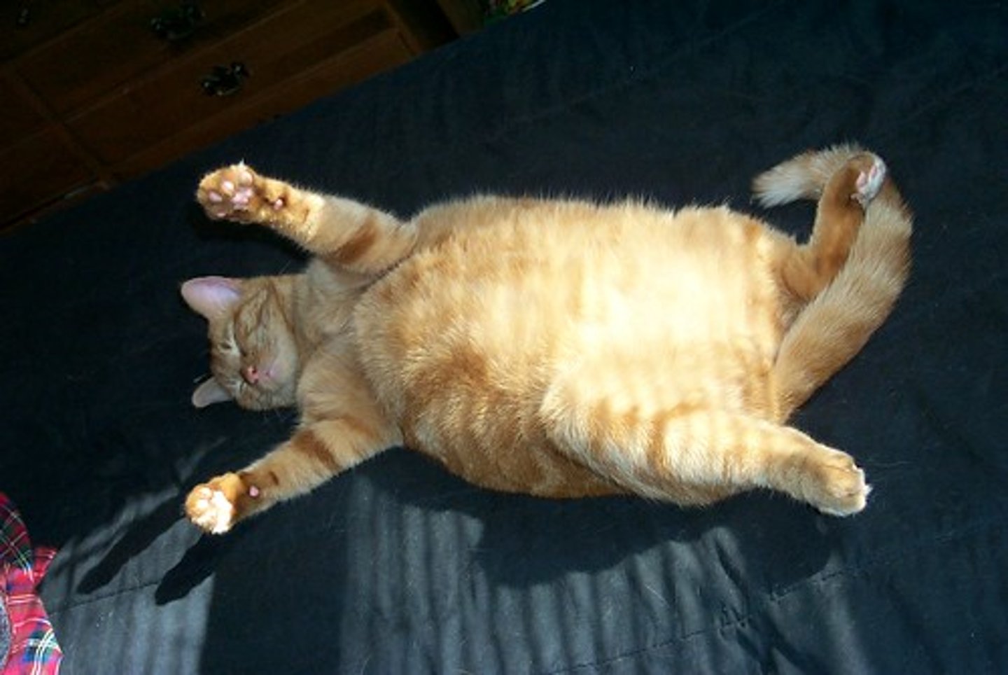 <p>excessively large</p>