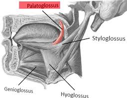 <p>What muscle is this? </p>