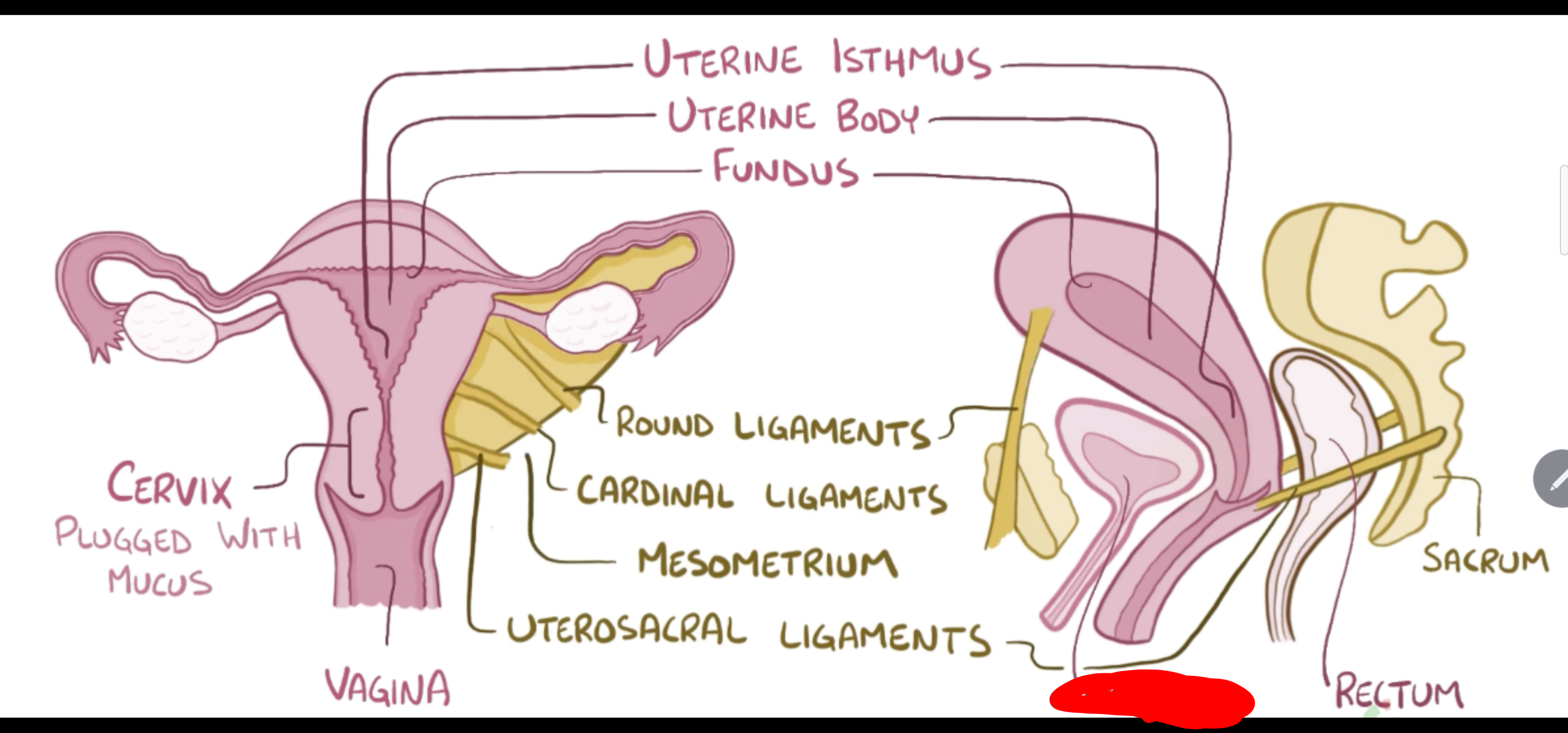 <p>Name the structure in red</p>