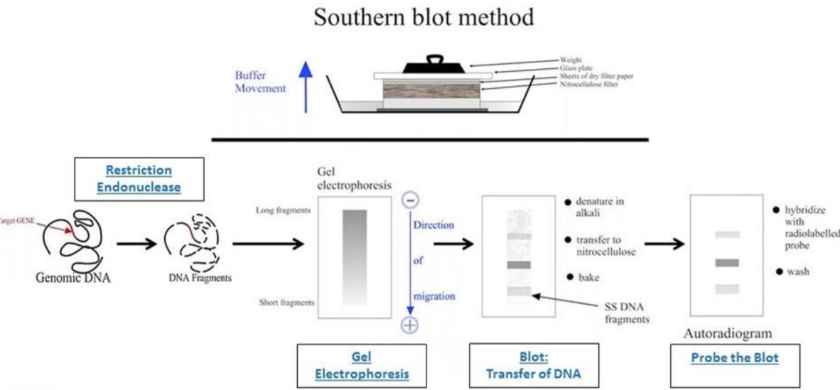 <p><span style="line-height: 18px;">Southern blot steps:&nbsp;</span></p><ol><li><p class="Paragraph SCXW48251232 BCX0" style="text-align: left;"><span style="line-height: 18px;">Restriction enzyme digest&nbsp;</span></p></li></ol><ul><li><p class="Paragraph SCXW48251232 BCX0" style="text-align: left;"><span style="line-height: 18px;">DNA is isolated and then cut &nbsp;</span></p></li></ul><ol start="2"><li><p class="Paragraph SCXW48251232 BCX0" style="text-align: left;"><span style="line-height: 18px;">Electrophoresis of agarose gel &nbsp;</span></p></li></ol><ul><li><p class="Paragraph SCXW48251232 BCX0" style="text-align: left;"><span style="line-height: 18px;">Fragments are separated by gel electrophoresis, denatured in the gel&nbsp;</span></p></li></ul><ol start="3"><li><p class="Paragraph SCXW48251232 BCX0" style="text-align: left;"><span style="line-height: 18px;">Transfer DNA to nitrocellulose membrane (blotting)&nbsp;</span></p></li></ol><ul><li><p class="Paragraph SCXW48251232 BCX0" style="text-align: left;"><span style="line-height: 18px;">Fragments are transferred to a solid support membrane&nbsp;</span></p></li></ul><ol start="4"><li><p class="Paragraph SCXW48251232 BCX0" style="text-align: left;"><span style="line-height: 18px;">Hybridize probe to plot&nbsp;</span></p></li></ol><ul><li><p class="Paragraph SCXW48251232 BCX0" style="text-align: left;"><span style="line-height: 18px;">DNA fragments on the membrane are exposed to a labeled probe that is complementary to the region of interest&nbsp;</span></p></li></ul><ul><li><p class="Paragraph SCXW48251232 BCX0" style="text-align: left;"><span style="line-height: 18px;">Probes are usually larger (allow to see individual bands)&nbsp;</span></p><ul><li><p class="Paragraph SCXW48251232 BCX0" style="text-align: left;"><span style="line-height: 18px;">Wash blot&nbsp;</span></p></li></ul></li></ul><ol start="5"><li><p class="Paragraph SCXW48251232 BCX0" style="text-align: left;"><span style="line-height: 18px;">Detection of probe signal&nbsp;</span></p></li></ol><ul><li><p class="Paragraph SCXW48251232 BCX0" style="text-align: left;"><span style="line-height: 18px;">The signal of the probe is detected to indicate the presence or absence of the sequence of interest&nbsp;</span></p></li></ul><p></p>
