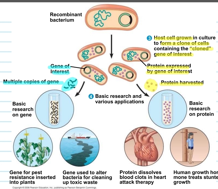 <p>what are plasmids used for?</p>