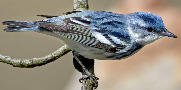 <p>What bird is this? </p>