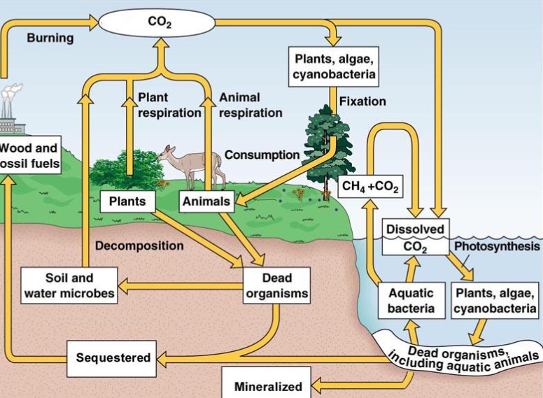 <ul><li><p>The element carbon is found in seawater, the atmosphere, roots</p></li><li><p>Carbon moves from different parts of the cycle</p></li></ul><p></p>