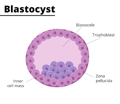 <p>What is a<strong> blastocyst?</strong></p>