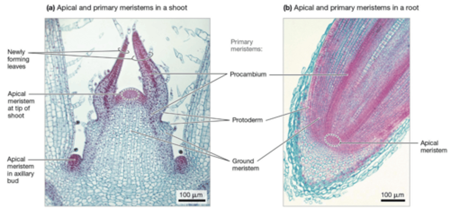 <p>Importance of Cell Division (Apical Meristems)</p>