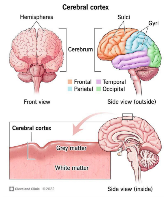 <ul><li><p>The cerebrum consists of 2 hemispheres connected by the corpus callosum (band of fibres)</p></li><li><p>Each of the hemispheres is covered by a cerebral cortex.</p><ul><li><p>Outer grey matter layer that controls sensoral and motor processes, perception and intellectual functioning</p></li></ul></li></ul><p></p>
