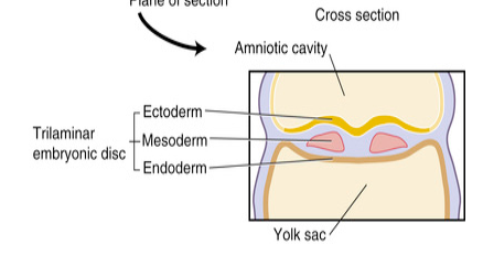 <ul><li><p><strong>Epiblast layer is now the ectoderm. </strong></p></li><li><p>Hypoblast layer becomes displaced by migrating cells and is now called<strong> extra-embryonic endoderm. </strong></p></li></ul><p></p>