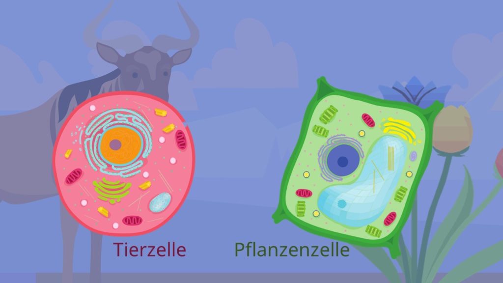 <ol><li><p>tierisch = dünne, elastische Zellmembran, pflanzliche = feste Zellwand</p></li><li><p>pflanzliche besitzen Chloroplasten für Fotosynthese</p></li><li><p>pflanzliche besitzen Vakuole als Speicher für Abfallprodukte</p></li></ol>