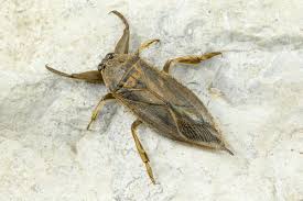 <p>Hemiptera</p><p>giant waterbugs</p>