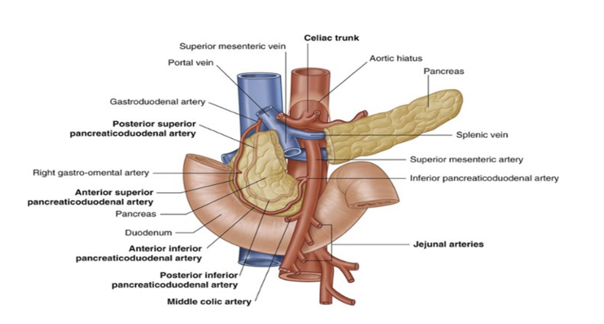 <p>Superior mesenteric artery </p>