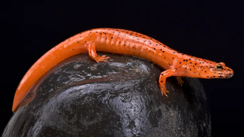 <p>Plethodontidae (Lungless Salamanders)</p>