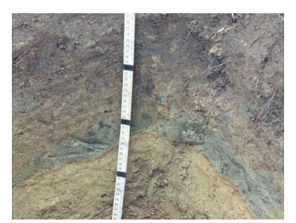 <p><strong><span>gray/blue soils indicate </span></strong></p>