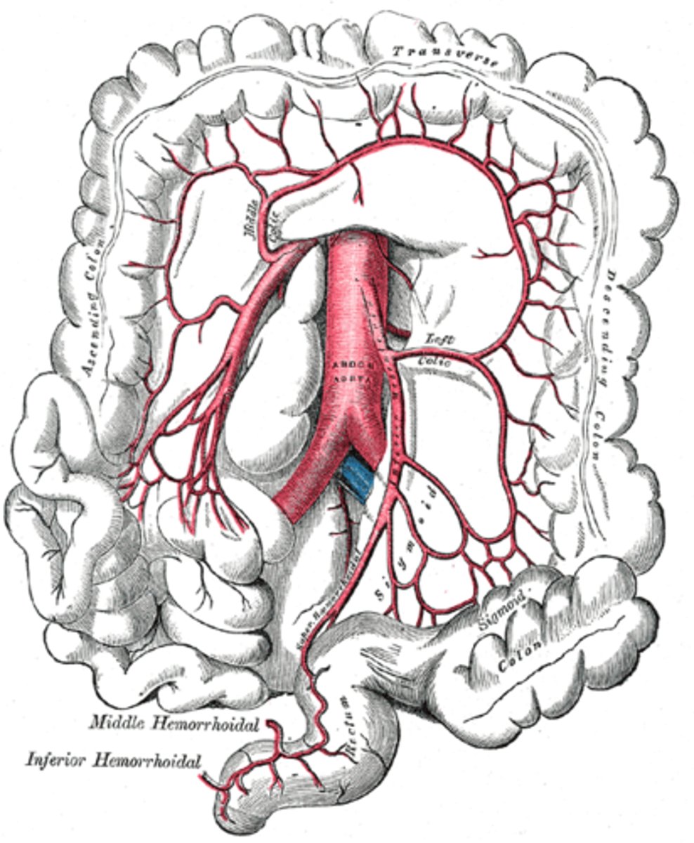 <p>distal 1/3 of transverse colon and descending colon</p>