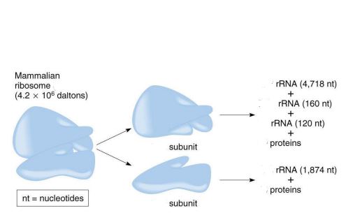 <p>size of the small subunit in a mammalian ribosome</p>