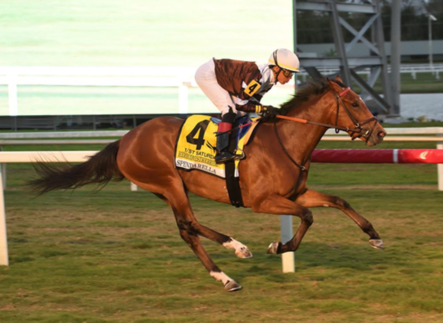 <p>An old horse breed made for speed racing, known for having lip tattoos/microchips, and commonly involved in distance races, steeplechase, polo, and chuckwagon racing would indicate what breed of horse</p>