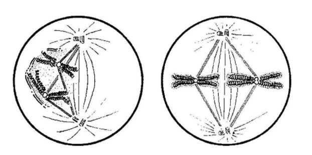 <p>Noem de twee fasen van de mitose die worden afgebeeld in de diagrammen.</p>