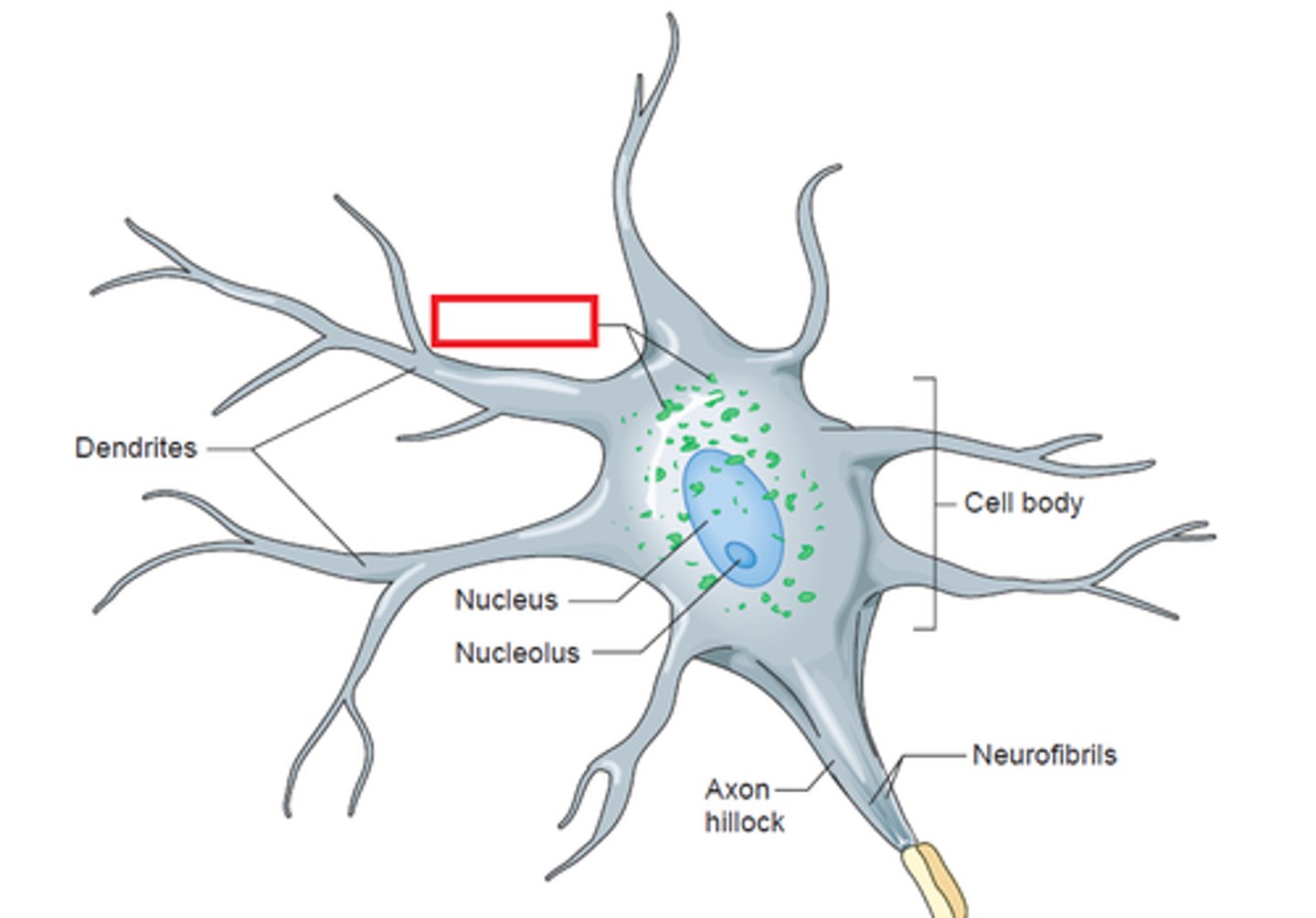 <p>rough endoplasmic reticulum, a chromatophilic substance</p>