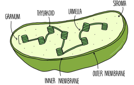 <p>structure</p><ul><li><p>double outer membrane (thylakoid sac stacked: grana and fluid: stroma) </p></li></ul><p>function</p><ul><li><p>site of photosynthesis </p></li><li><p>thylakoid: light reactions </p></li><li><p>stroma: Calvin-benson cycle </p></li></ul><p></p>