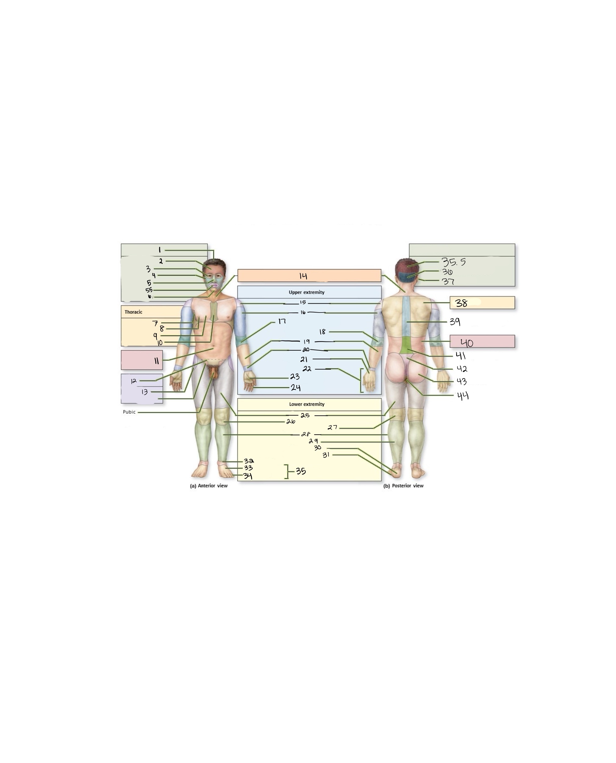 <p>whats included in thoracic</p>
