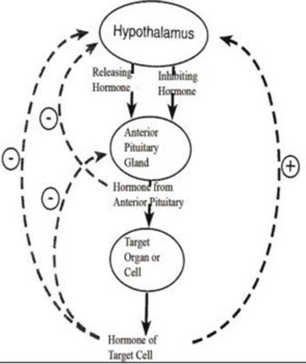 <p>between:</p><p>- estradiol from the ovary</p><p>- LH secretion by anterior pituitary</p><p>*(+) feedback shown on right side as general mechanism*</p>