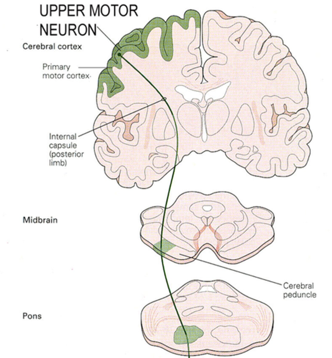 <p>Efferent (motor) information is carried from the brain along ______________(Descending tracts or Ascending tracts) of the spinal cord</p>