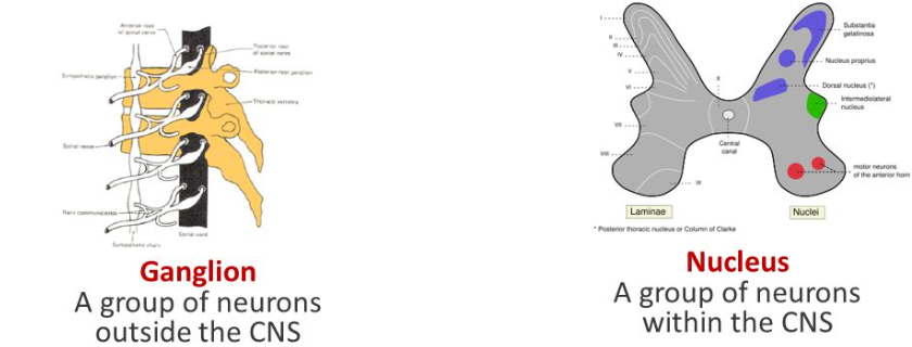 <p>Although both are collection of neurons, nucleus is found in the CNS whereas ganglion is found in the PNS.</p>